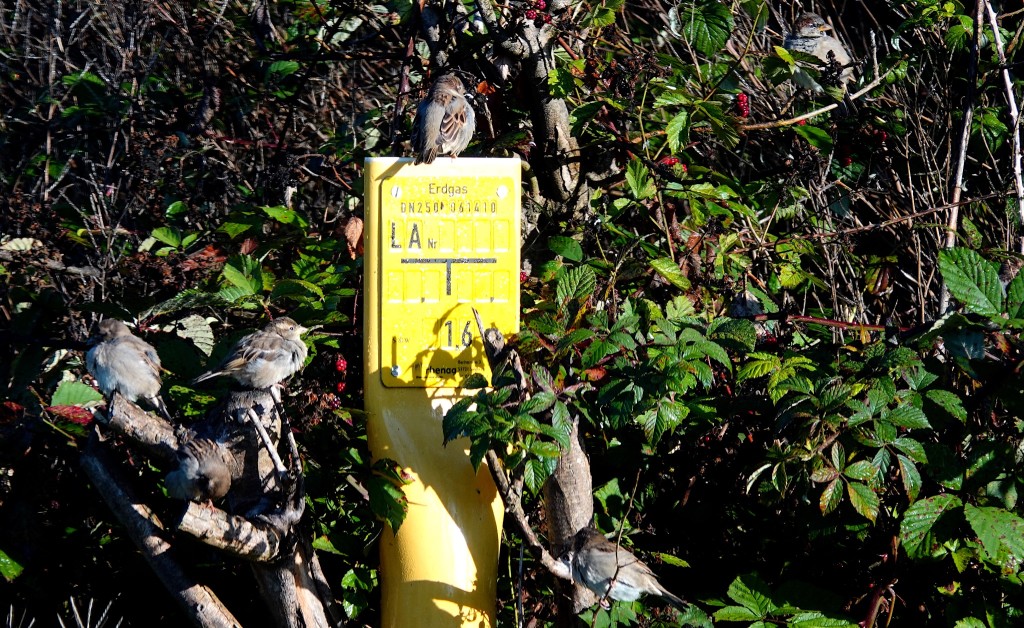 Konferenz der Sperlinge.JPG