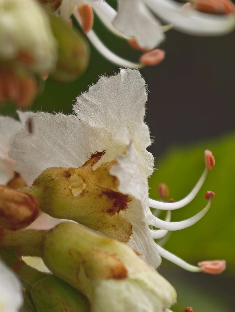 Deutlich erkennbar die kleine helle Stelle an der sich die Hummel zum Nektar durchgearbeitet hat