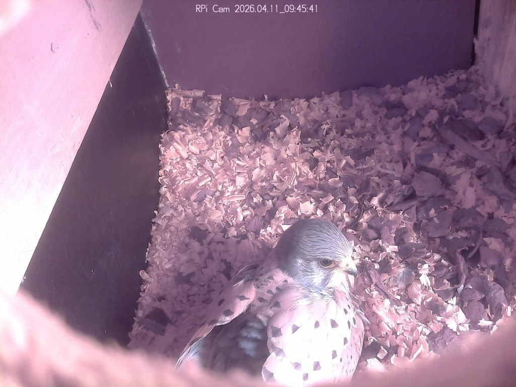 Er liegt mal auf den Eiern.