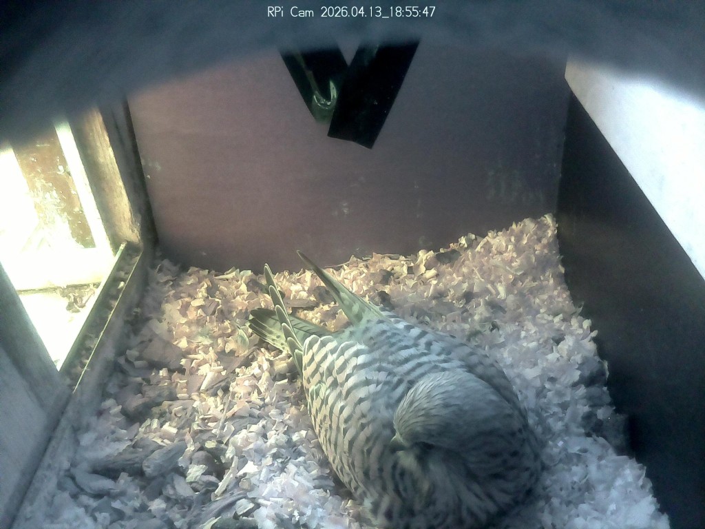 Sie macht es sich bequem