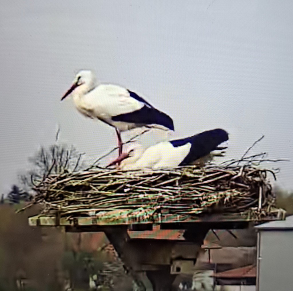 Aktueller Brutbetrieb