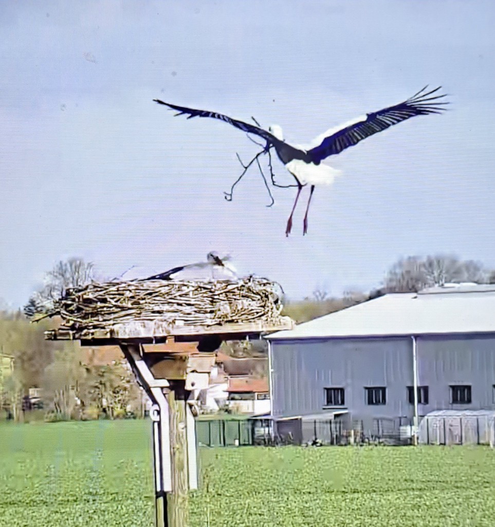 Anlieferung von Nistmaterial