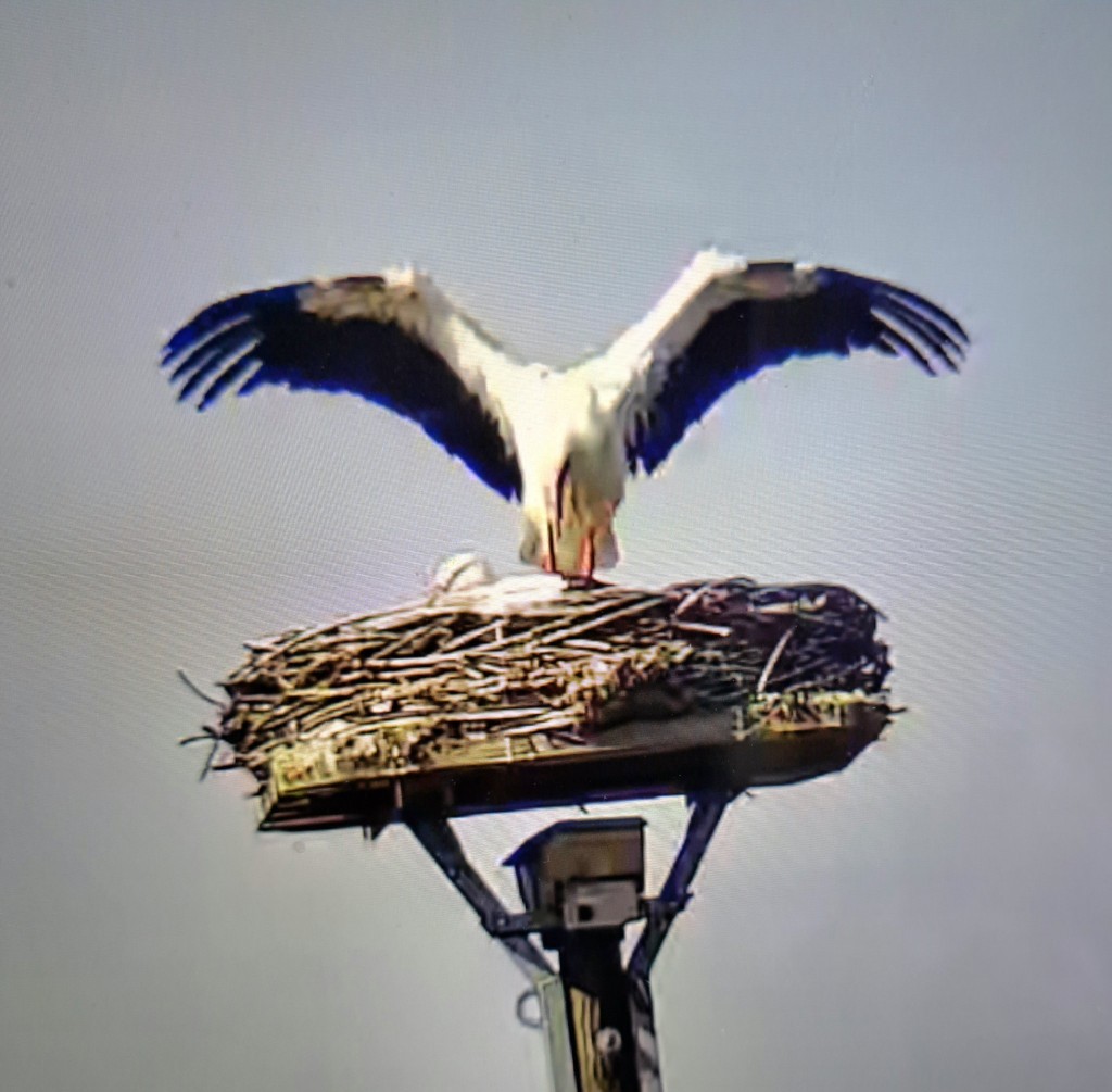 Schutz des Partners...nein ...Lufttrocknung des Gefieders