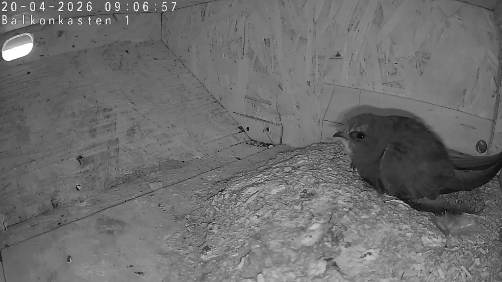 Sch...-wetter - da wird er wohl wieder lange im Kasten bleiben