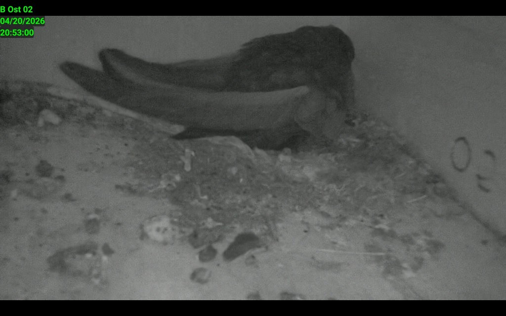 Erster Segler Bienenbüttel 2026