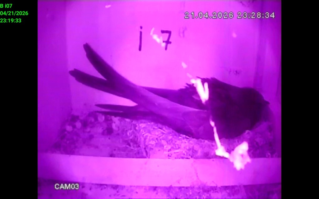 Screenshot_20260421_231934_IP Cam Viewer Lite.jpg