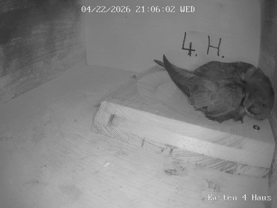 Kasten 4 Haus-20260422_210608.jpg