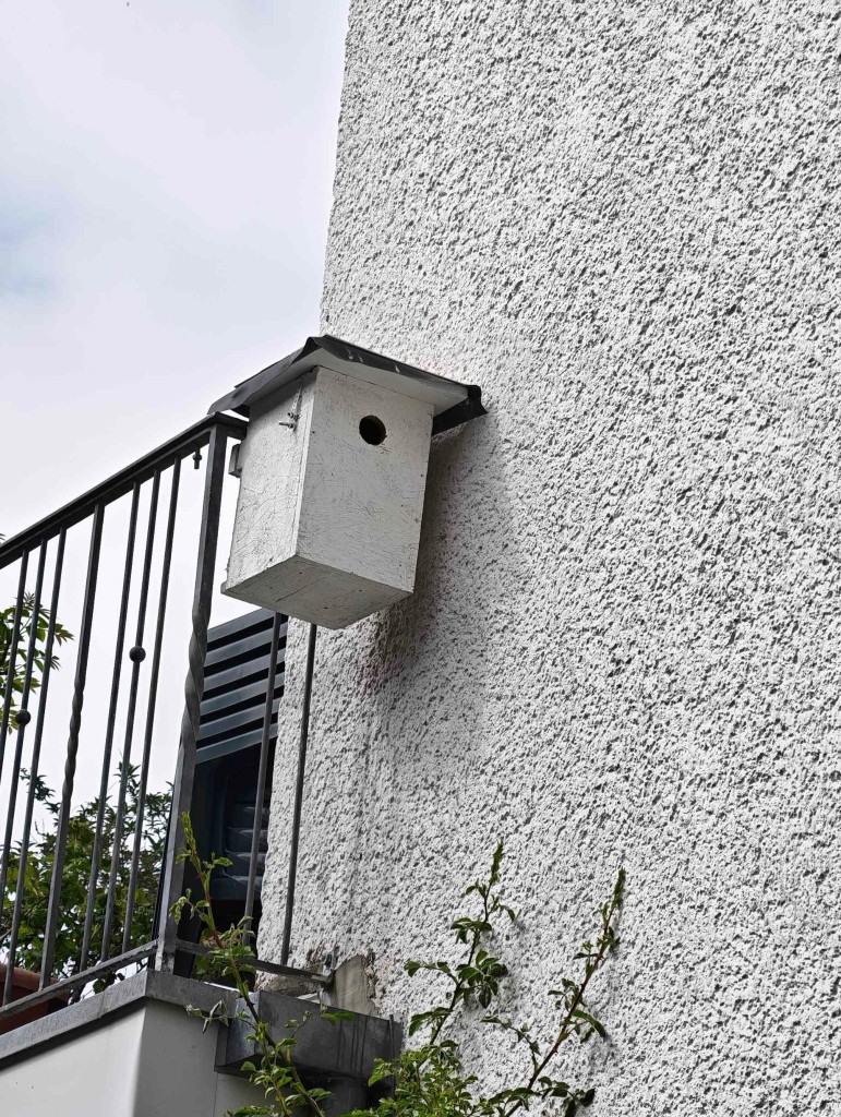 Ich hätte hier nie an Segler gedacht. Das sehen die ganz anders. Zumindest einen Einflug gab es hier. Aktuell befindet sich hier ein aufgegebenes Kohlmeisennest.