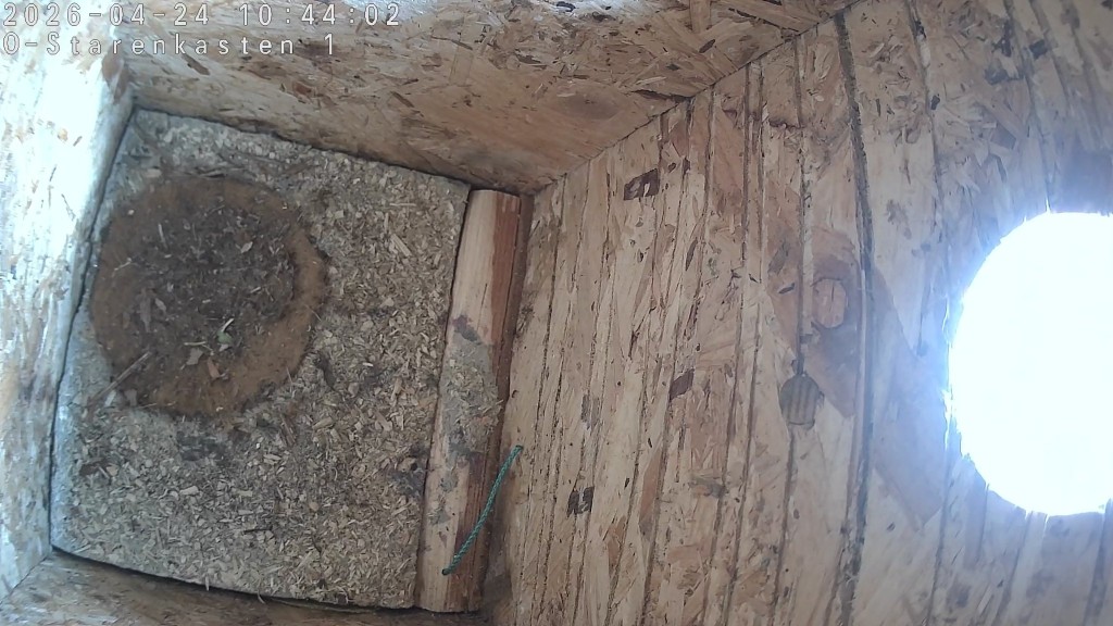 Innenansicht des Starenkastens mit künstlicher Nestmulde. Heute morgen musste der Star hier zum wiederholten Mal "zwangsgeräumt" werden.
