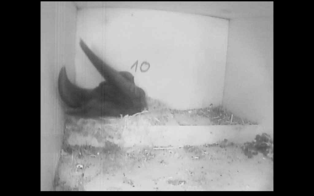 Erster Segler 2026 Wischhafen