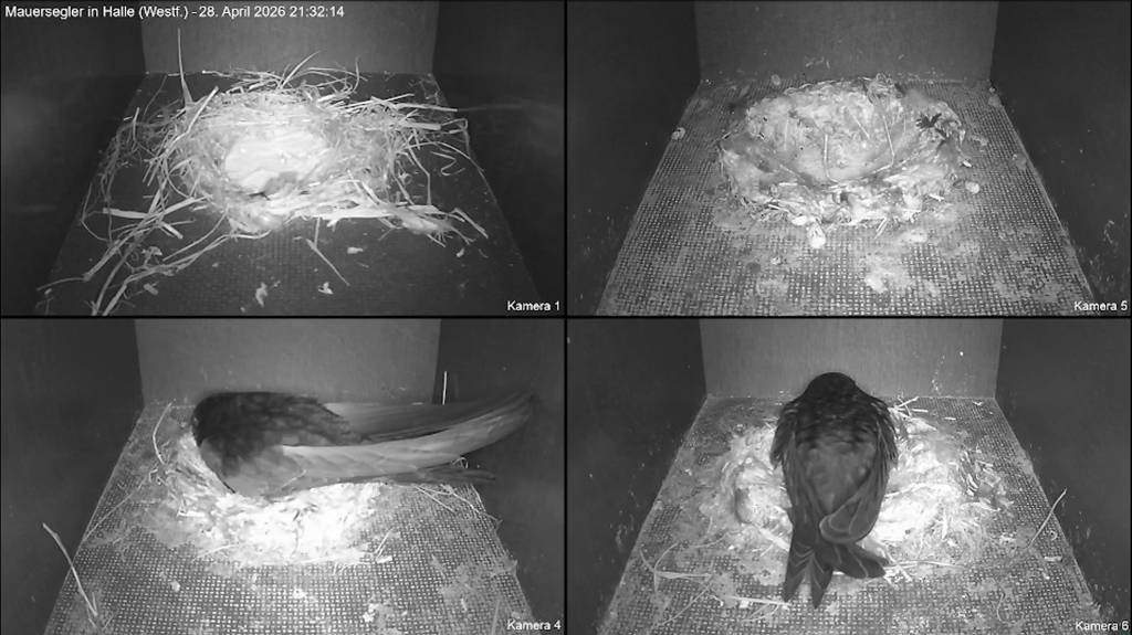 Nistkästen 2026-04-28.png