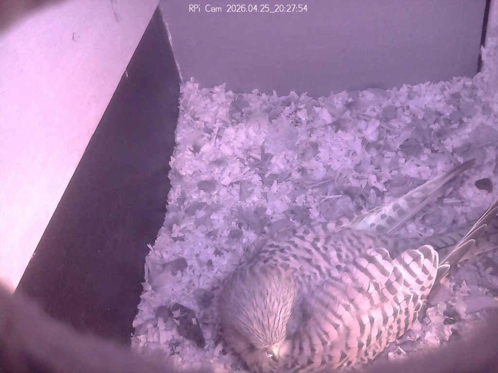 Sie meditiert auf den Eiern