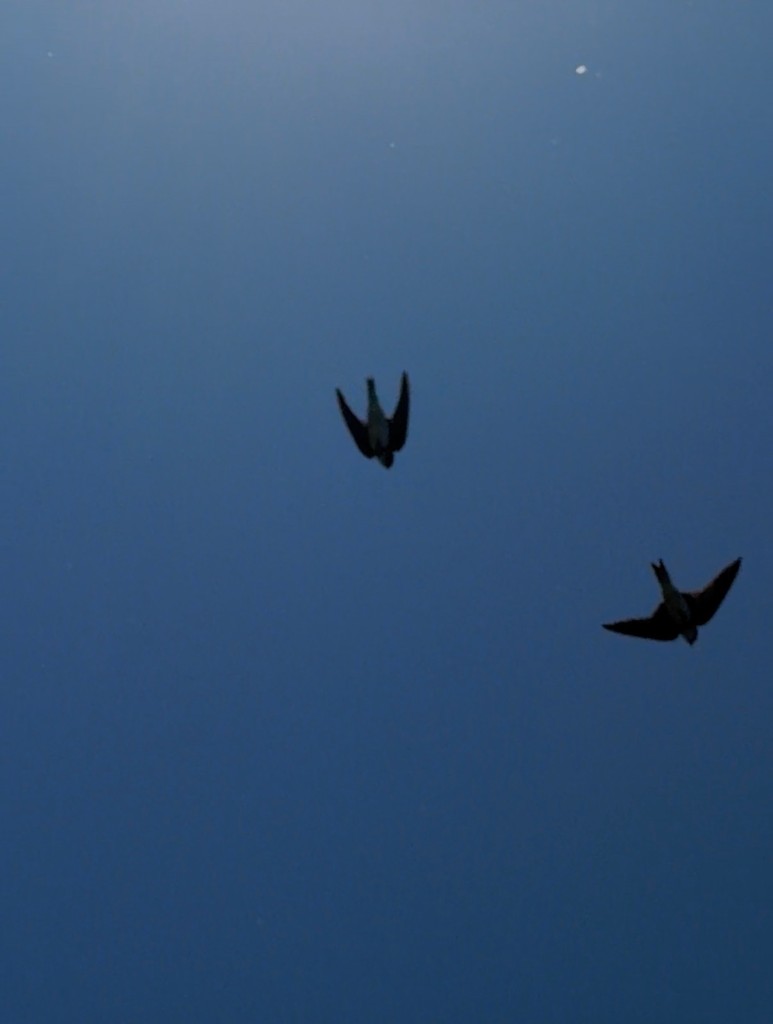 IMG_1757.jpeg