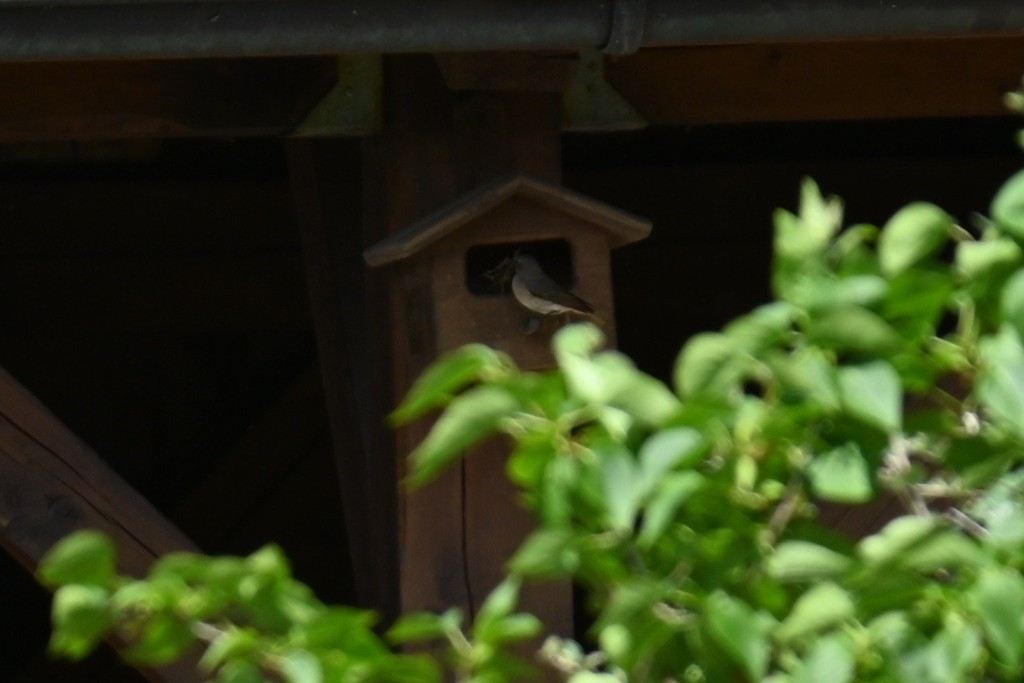 Gartenrotschwanz0.1.JPG