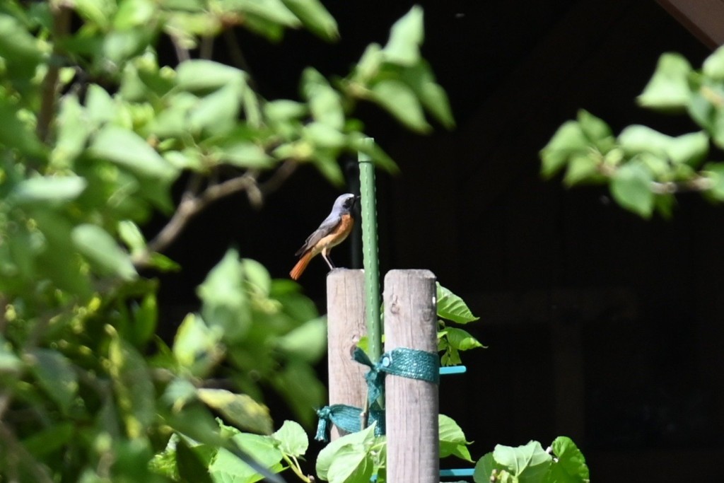Gartenrotschwanz1.0.JPG