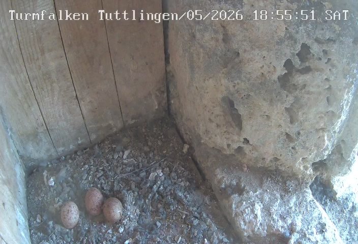 Turmfalken Tuttlingen-20260509_185605.jpg