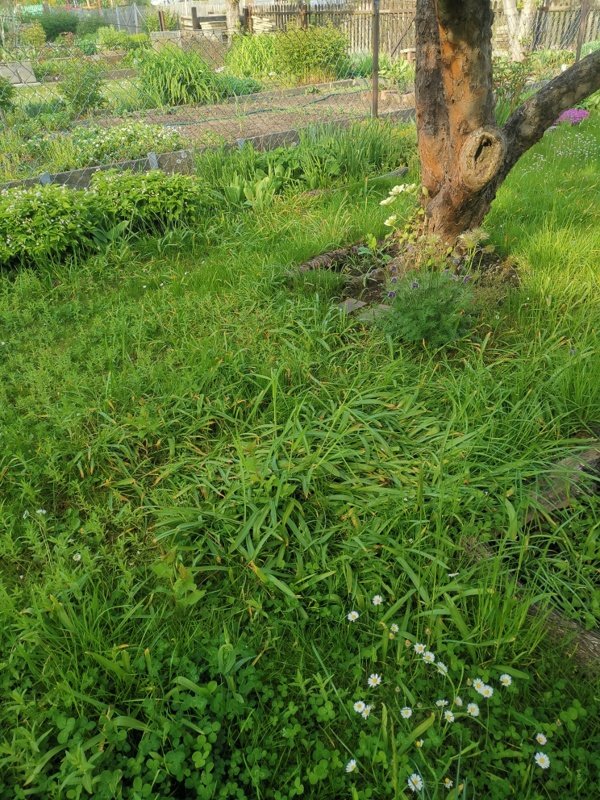 platt gedrückte Wiese vor dem Apfelbaum