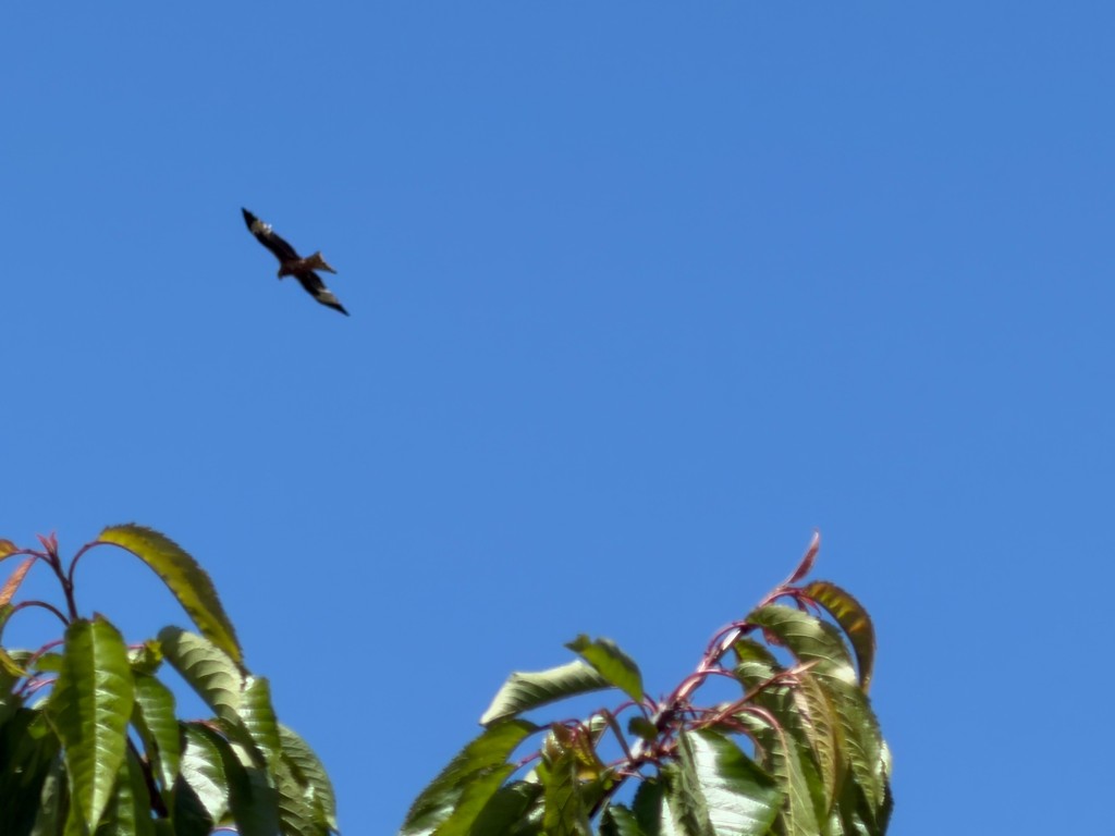 IMG_2484.jpeg