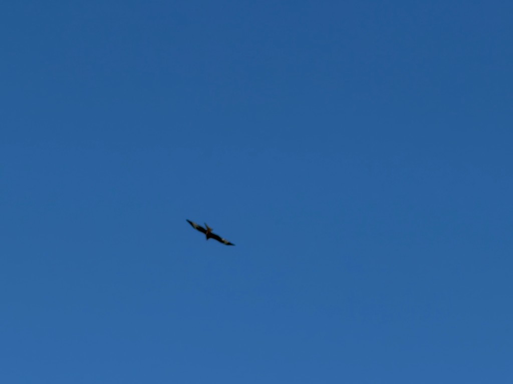 IMG_2486.jpeg