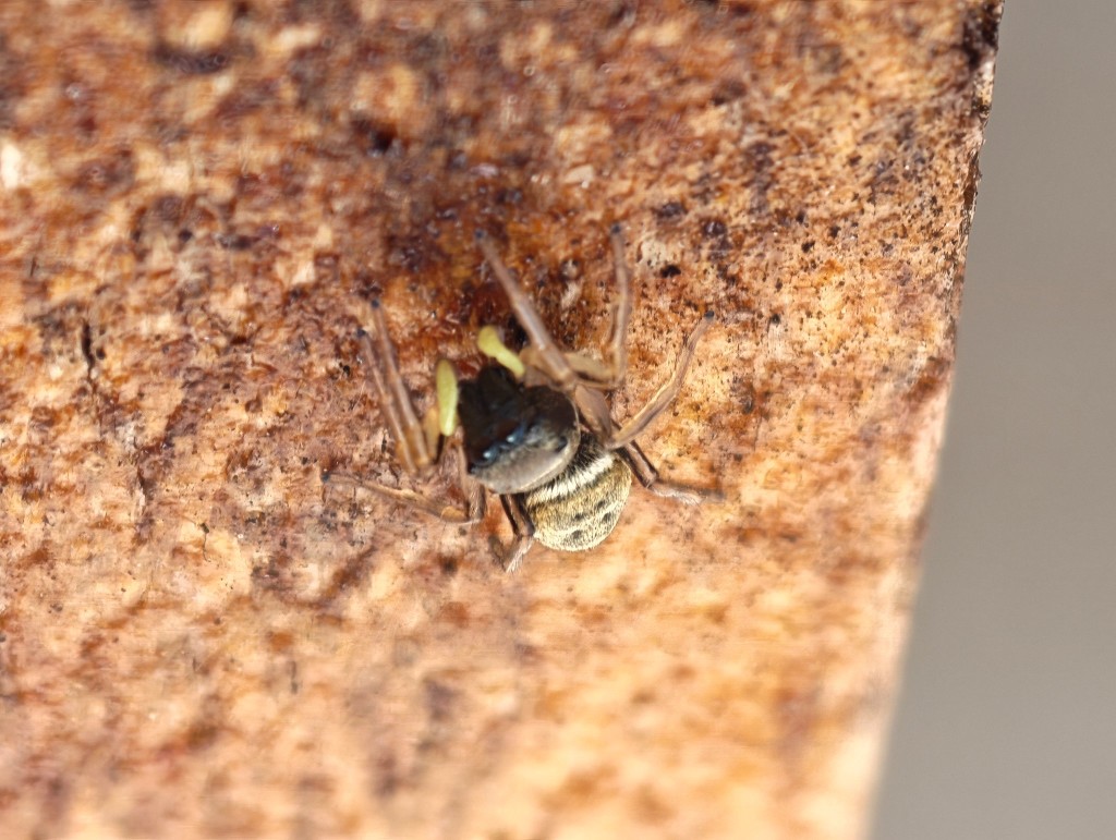 Kupfrige Sonnenspringspinne. Danke für die Bestimmungs-App, Michael.<br />Ich dachte zuerst an ein kleines Insekt.