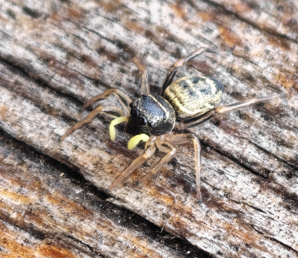Von oben gesehen wirkt sie etwas Wespenähnlich. Ist vielleicht 5mm groß ( oder eher klein)