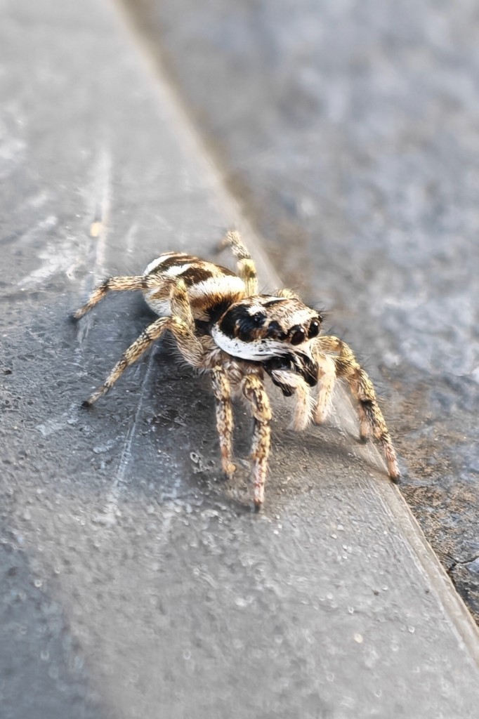 Der "Klassiker"auf der Tischkante: Zebra-Springspinne