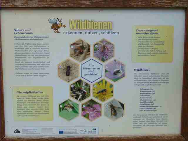 Wildbienen.jpg