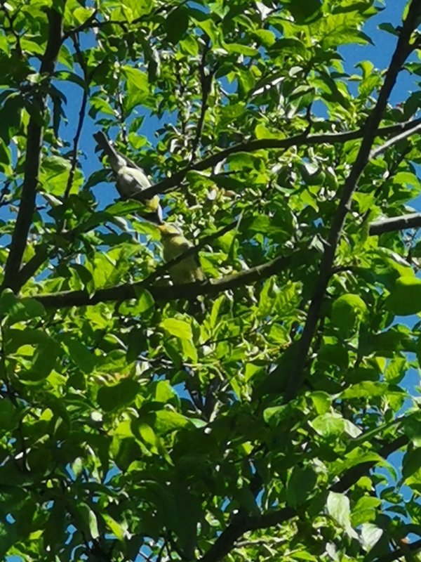 IMG_20260529_FütterungJungvogel.jpeg