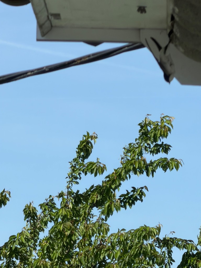 Mehlschwalbe wird  festgehalten , nach Rauswurf.