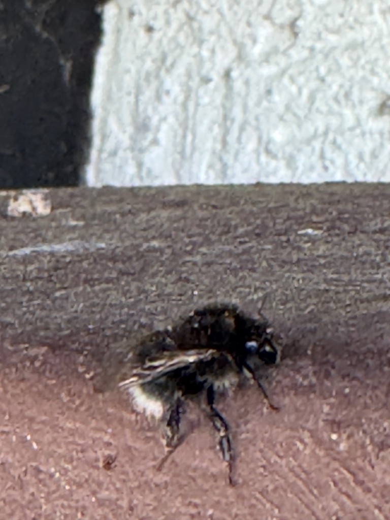 IMG_2357.jpeg