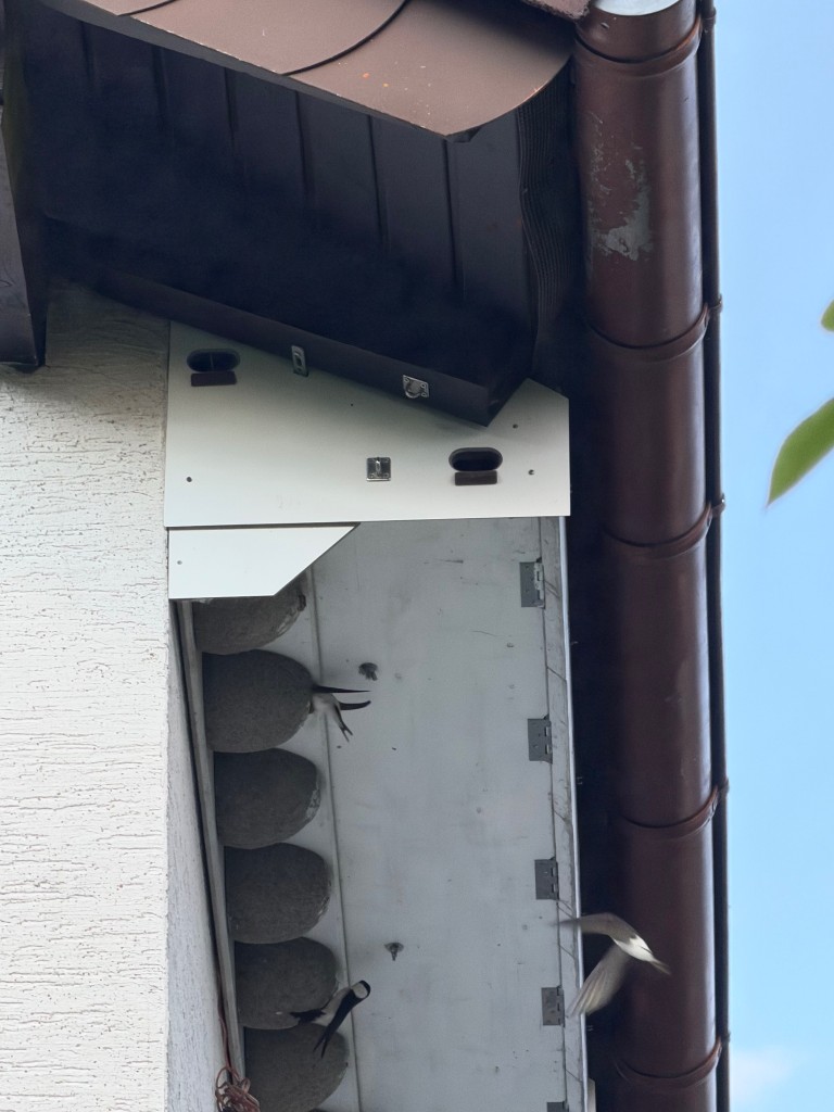 Direkter Übergang für Bilche ( noch ) möglich.