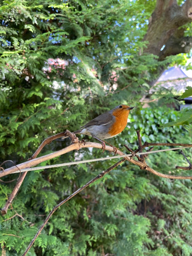 IMG_3861.jpeg