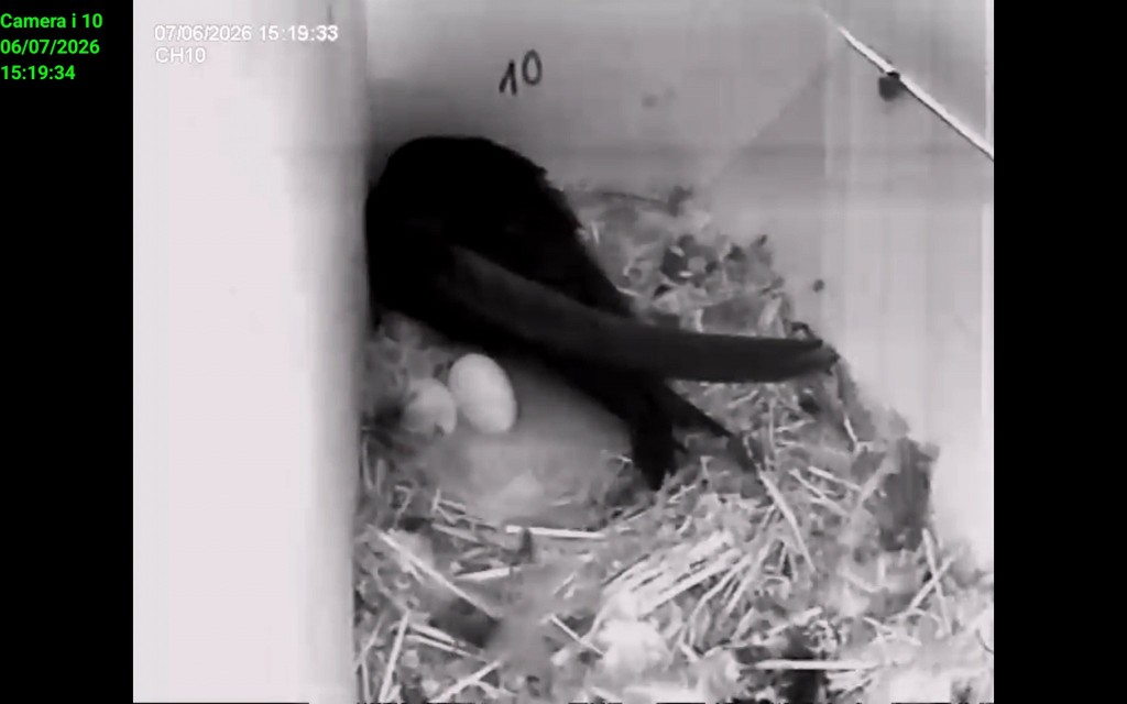 Screenshot_20260607_151934_IP Cam Viewer Lite.jpg