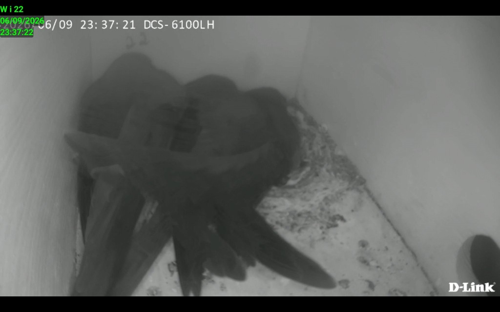 Screenshot_20260609_233722_IP Cam Viewer Lite.jpg