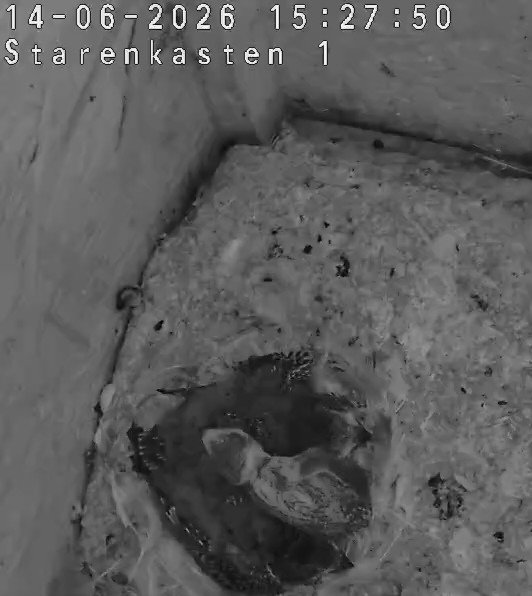 Inzwischen bildet sich das kleinste Küken Federkiele. Die vorausgesagte Wetterbesserung sollte es ihm deutlich leichter machen.