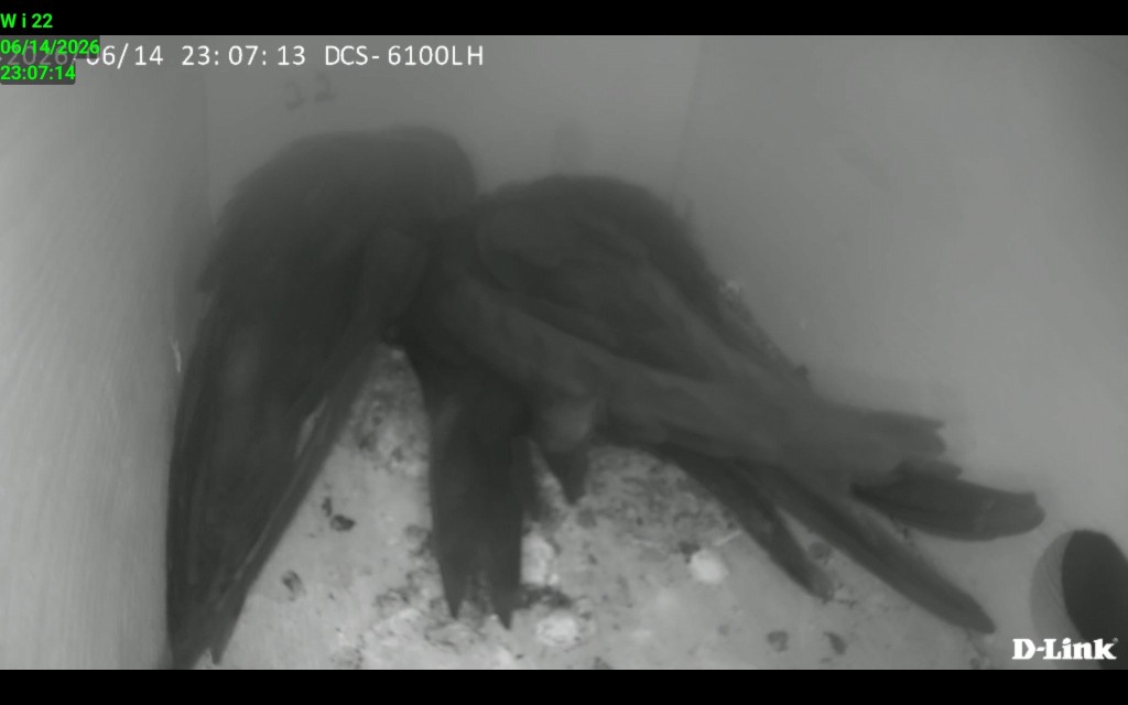 Screenshot_20260614_230715_IP Cam Viewer Lite.jpg