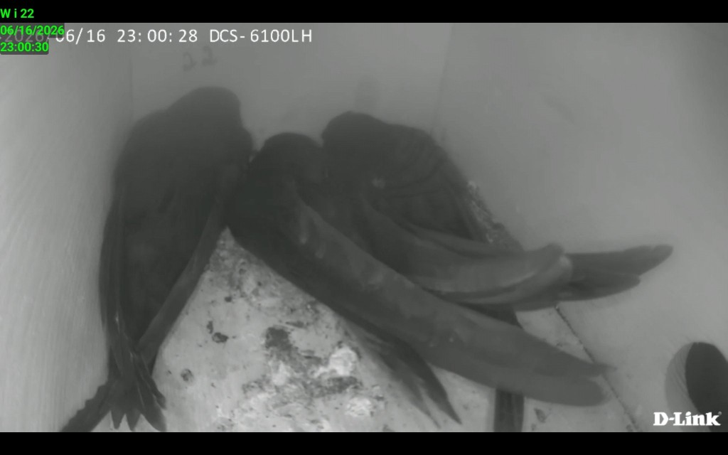 Screenshot_20260616_230030_IP Cam Viewer Lite.jpg