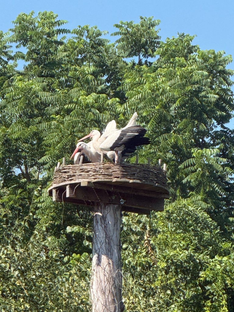 IMG_5839.jpeg