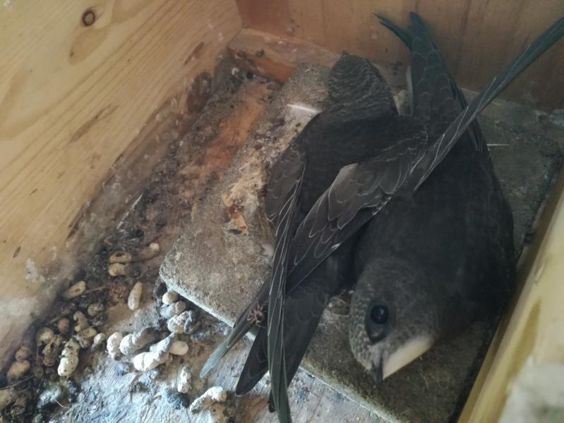 Küken (Altpaar) - 24.07.2018.jpg