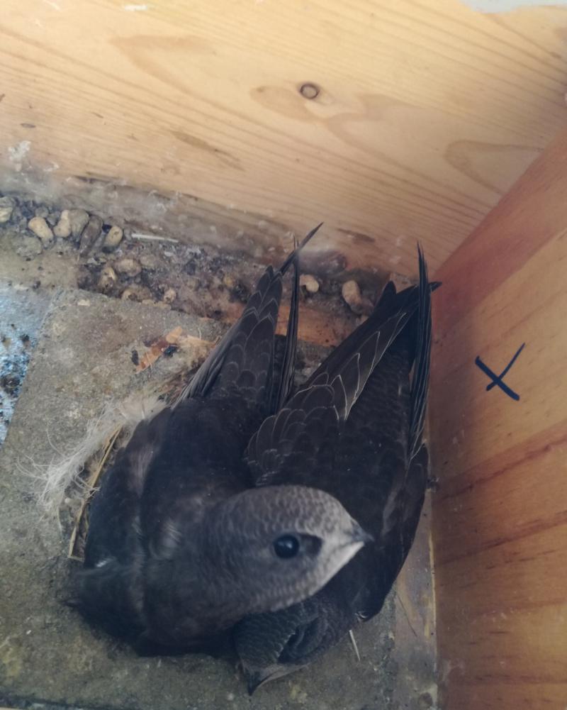 Küken (Altpaar) - 22.07.2018.jpg