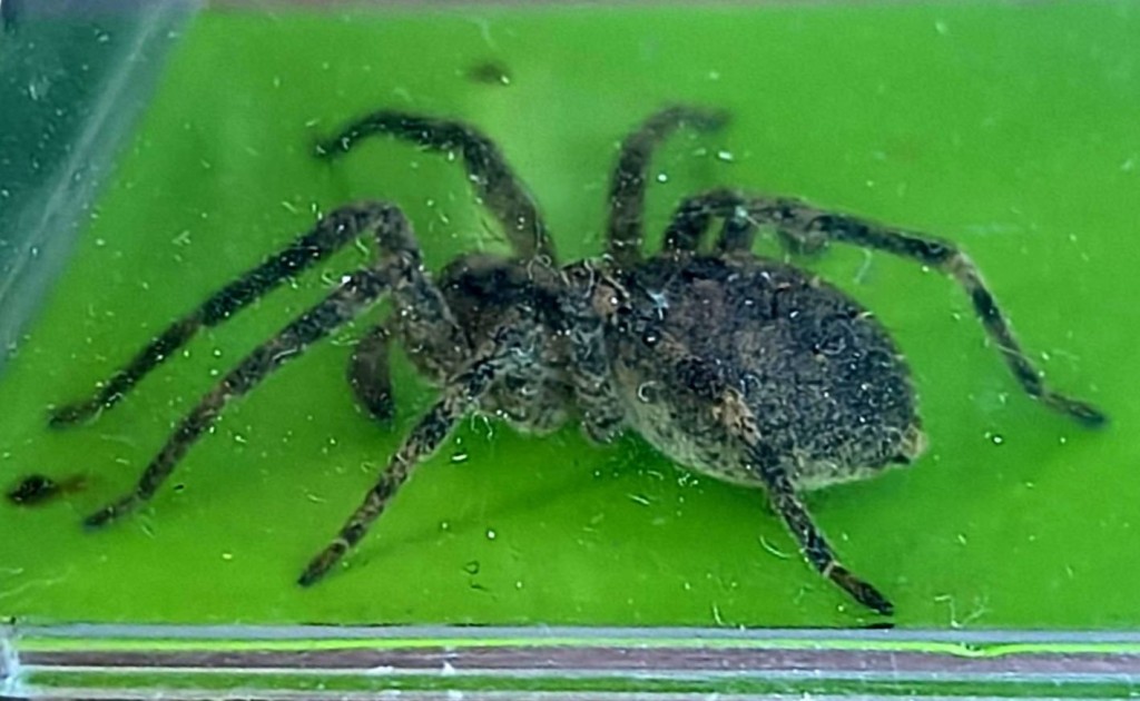 Spinne-2026-07-12-09-35-34 Ax.jpg