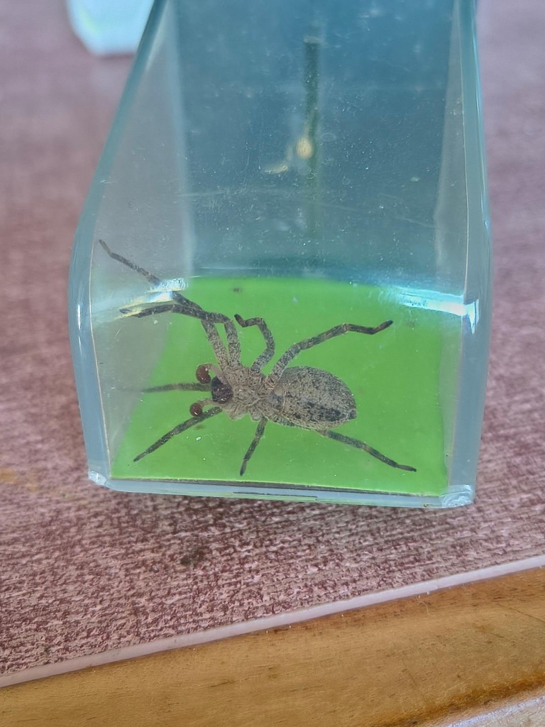 Spinne-2026-07-12-09-35-34 B.jpg