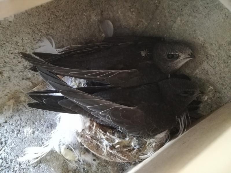 Küken (neues Paar) - 24.07.2018.jpg