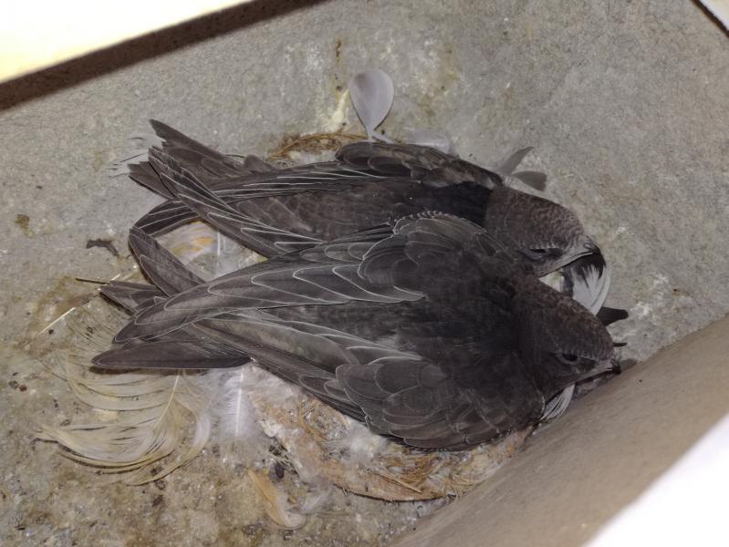 Küken (neues Paar) - 22.07.2018.jpg