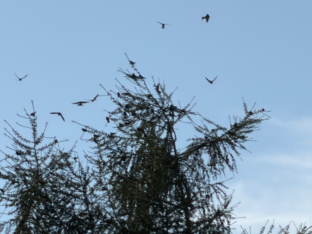 IMG_3327.jpeg