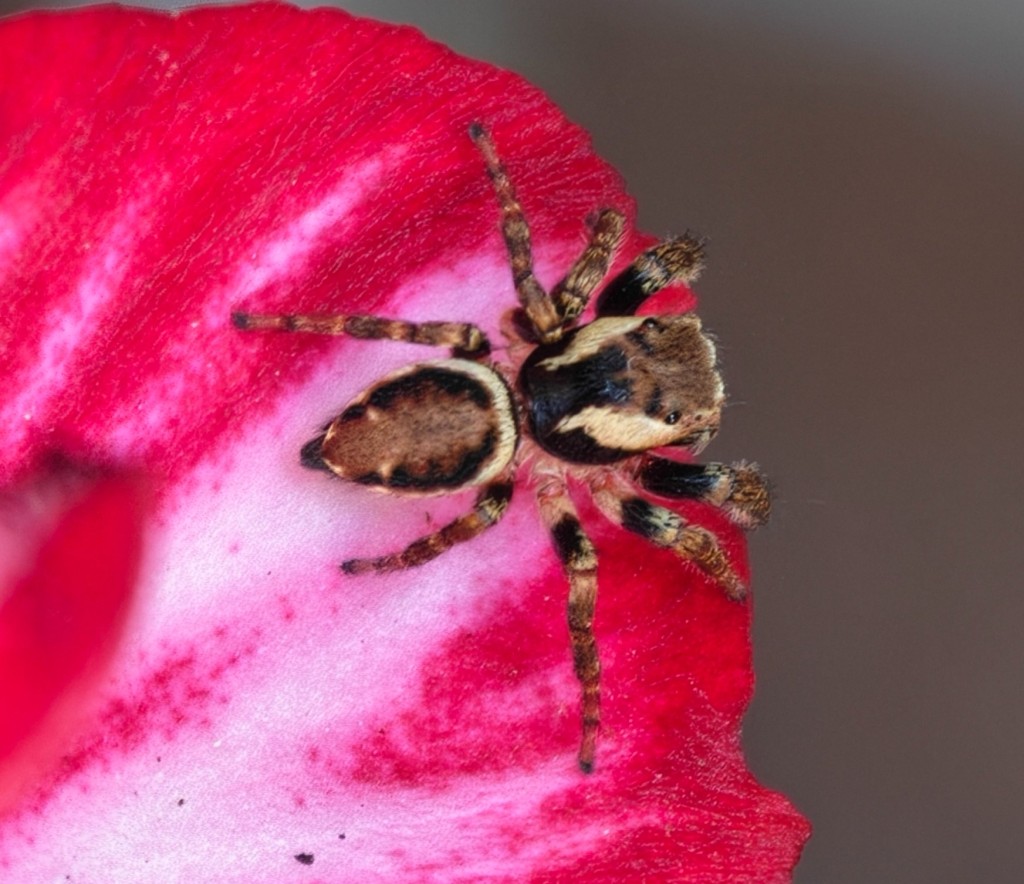 Auf den ersten Blick dachte ich an eine Zebrasprungspinne. Bei genauerer Betrachtung sah sie dann doch wieder ganz anders aus. Der "junge Mann" ist übrigens ca 5 mm groß, sitzt hier auf dem Blütenblatt einer Geranie.