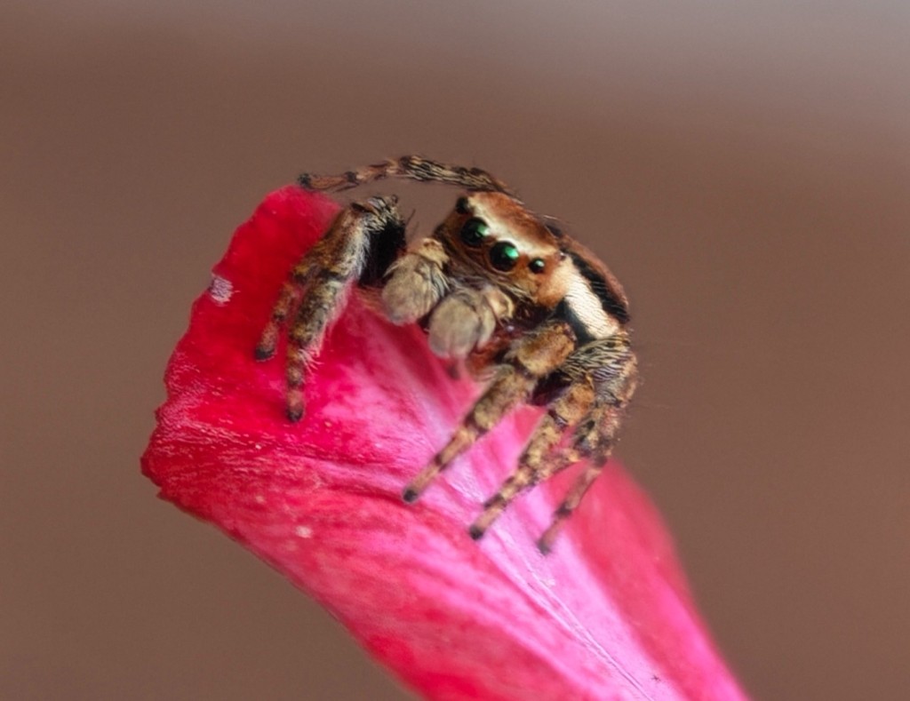 Typisches " Gesicht" einer Springspinne. Die großen Augen verleihen ihnen ein so niedliches Aussehen, dass sie damit sogar die Herzen einiger Arachnophobiker erweichen können.