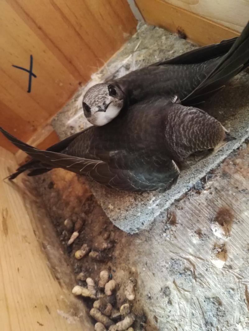 Küken (Altpaar) - 28.07.2018.jpg
