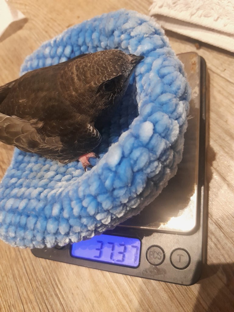 Nr 80 am Samstag, 15.8.26: weiterhin gute, wenn auch etwas langsamere Fortschritte.