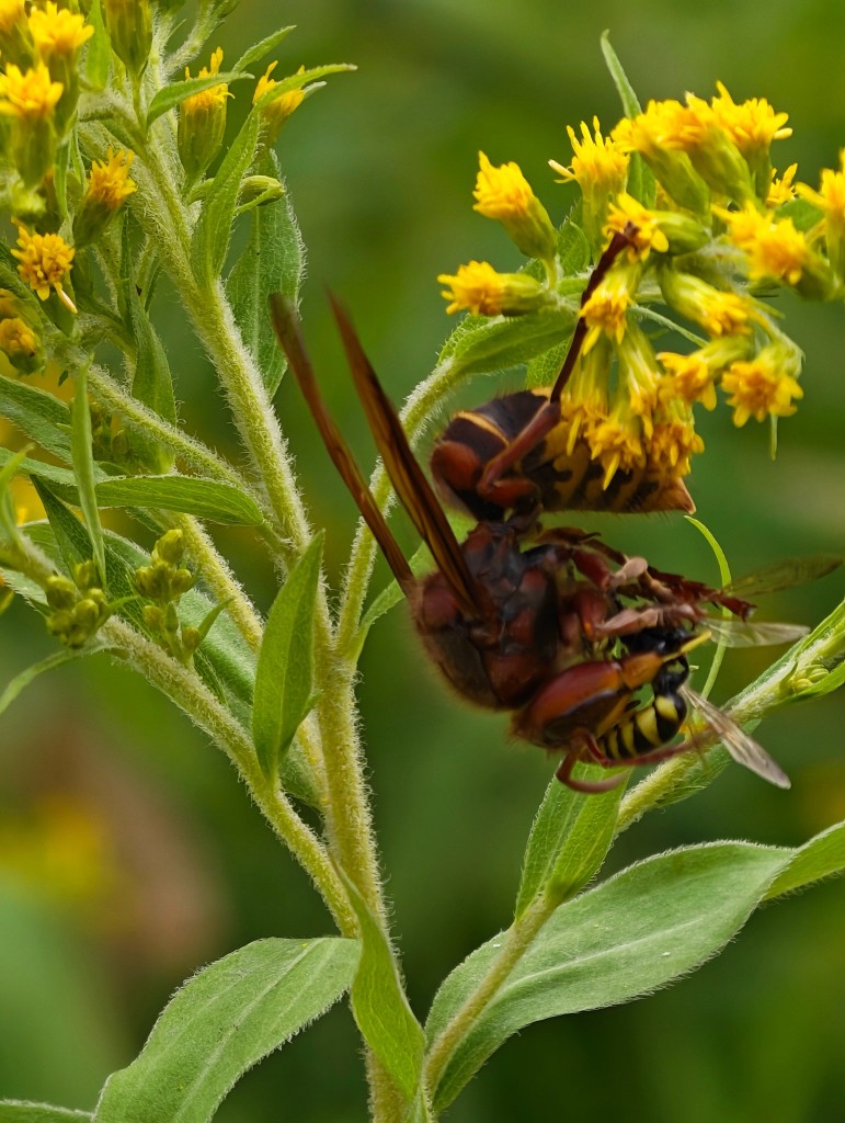Faltenwespen unter sich